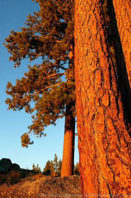 Ponderosa Pine