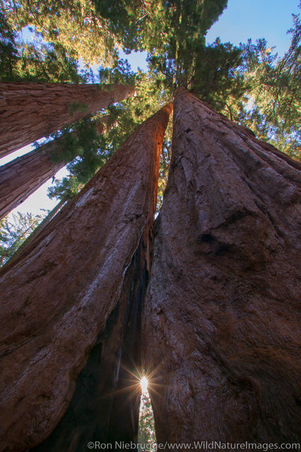 Giant Sequoia's