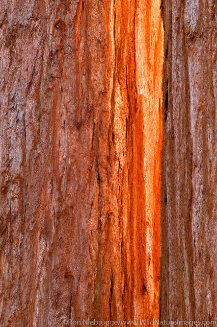 Giant Sequoia's