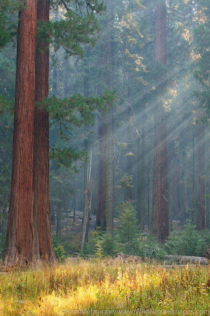 Light Beams