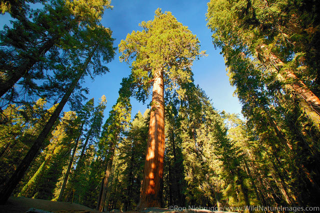 giant Sequoia trees 