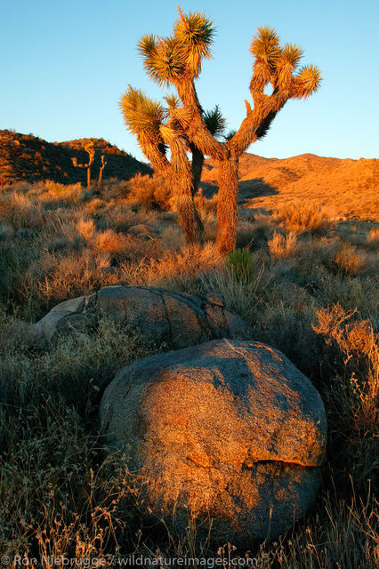 Pipes Canyon Nature Conservancy Preserve