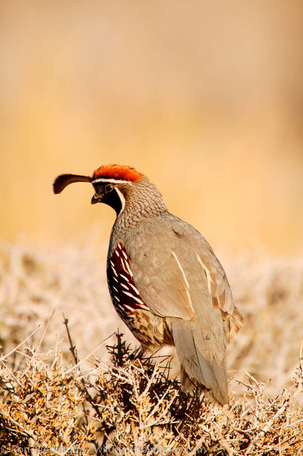Gambel's Quail 