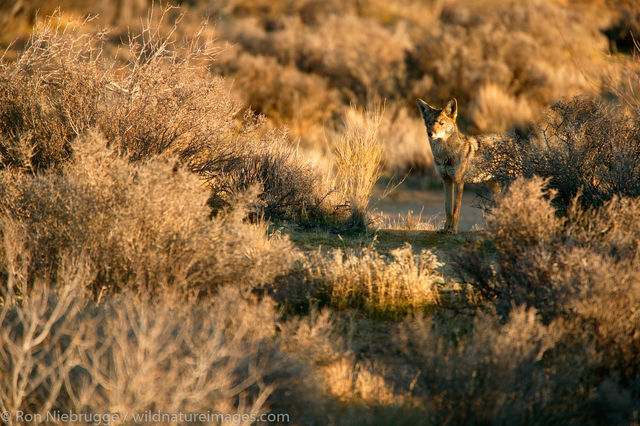 Coyote