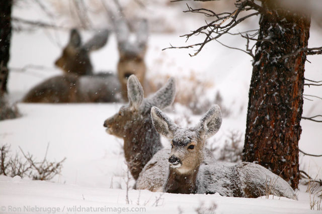 Mule Deer