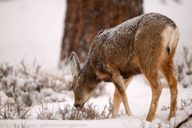Mule Deer