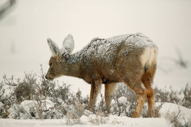 Mule Deer