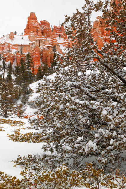 Bryce National Park