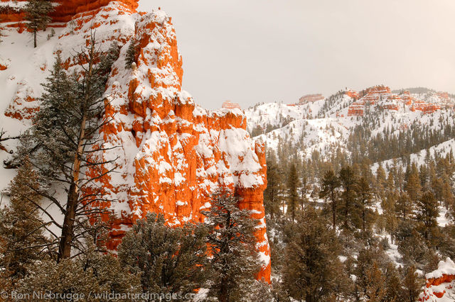 Dixie National Forest
