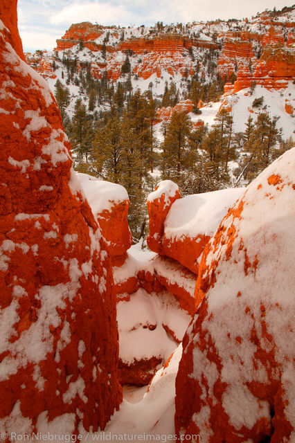 Dixie National Forest
