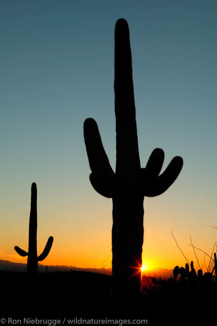 Saguaro National Park