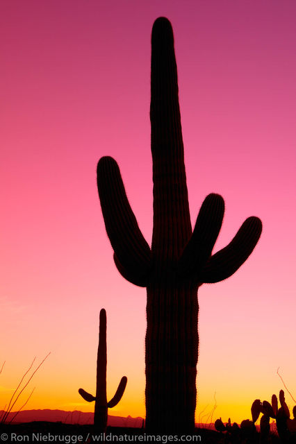 Saguaro National Park