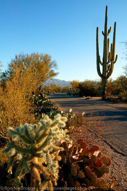 Saguaro National Park
