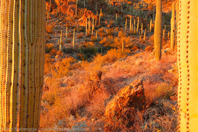 Tucson Mountain Park