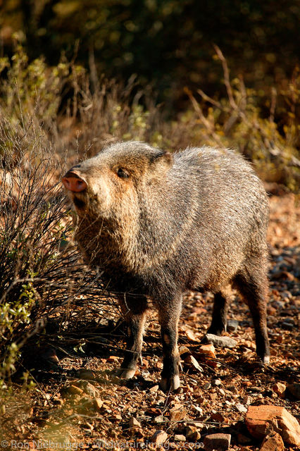 Javelina