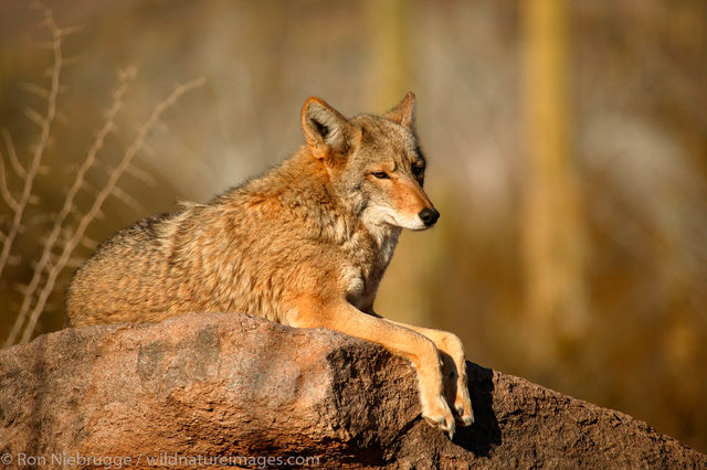 Coyote
