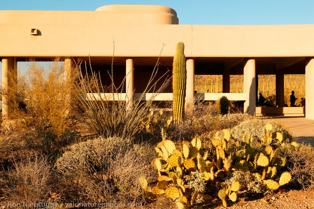 Saguaro National Park 