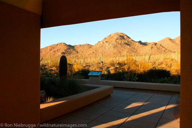 Saguaro National Park 
