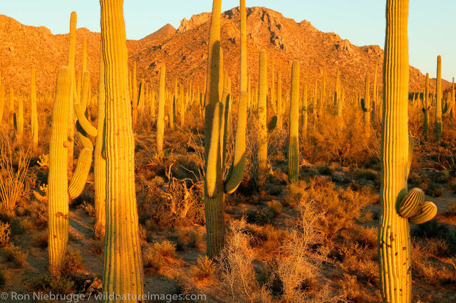 Saguaro National Park 