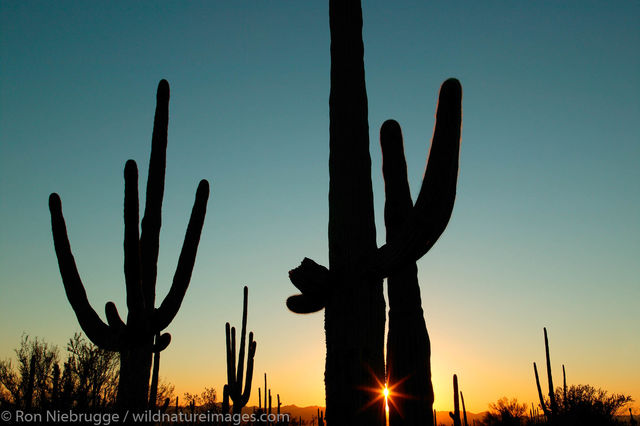 Saguaro Cactus