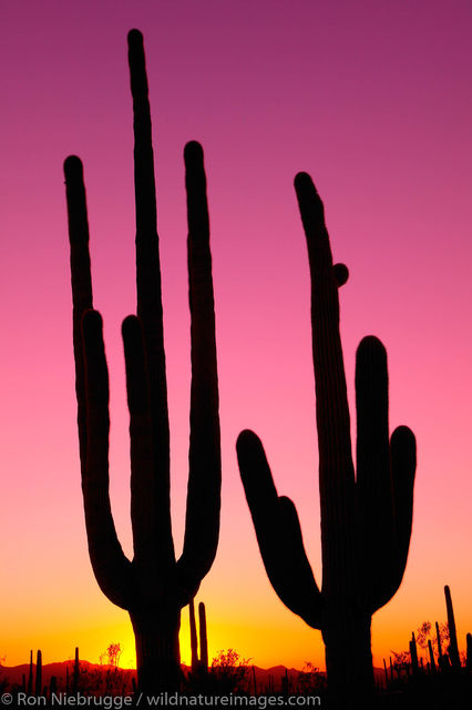 Saguaro Cactus