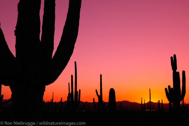 Saguaro Cactus