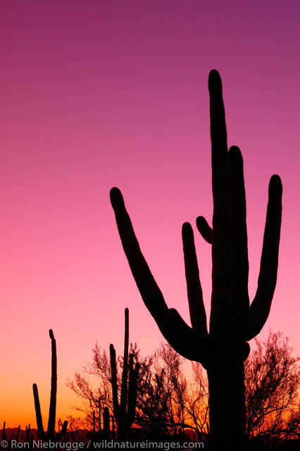 Saguaro Cactus