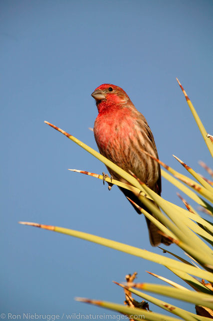 House Finch