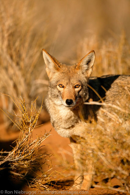 Coyote Photos