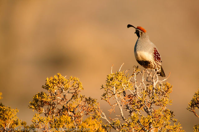 Quail
