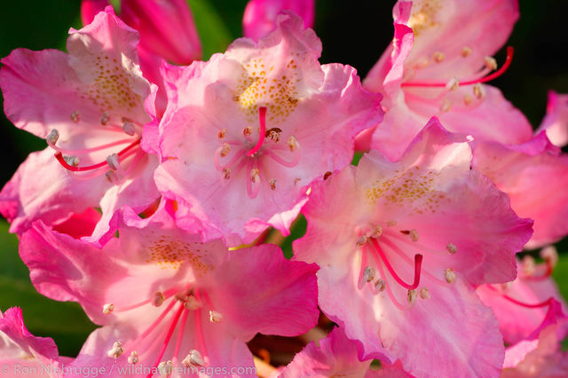 rhododendrons 
