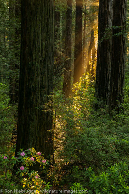 Rhododendrons in Del Norte Coast Redwoods State Park