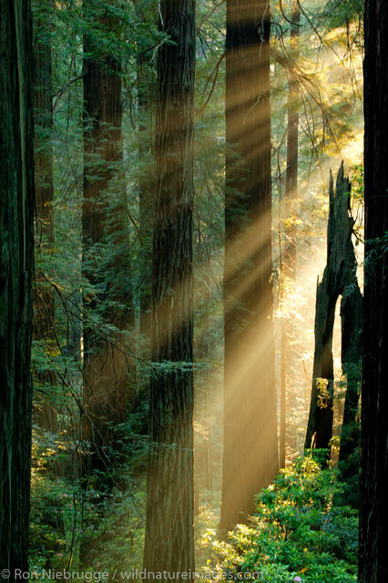 Del Norte Coast Redwoods State Park