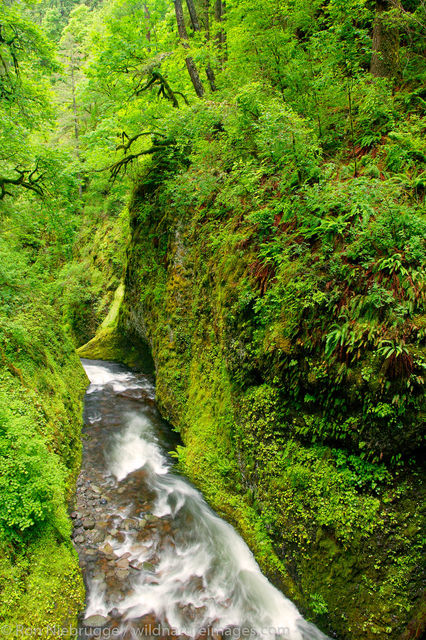 Columbia River Gorge 