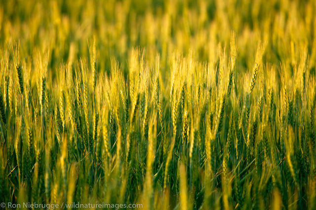 Wheat