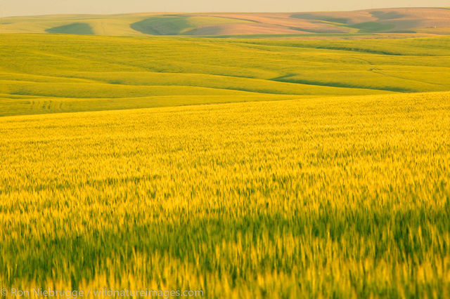 Wheat