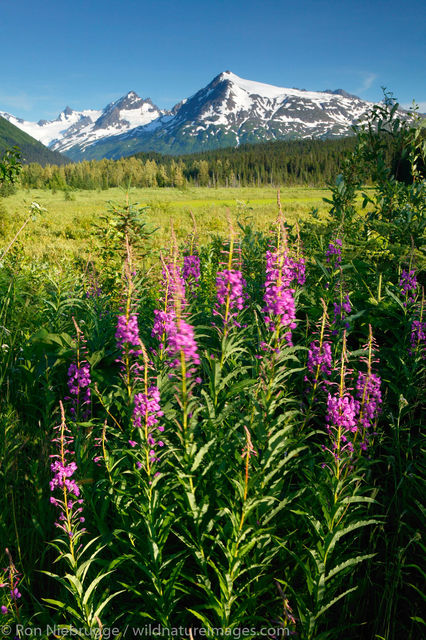 Chugach National Forest