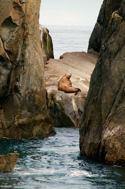 Steller Sea lions