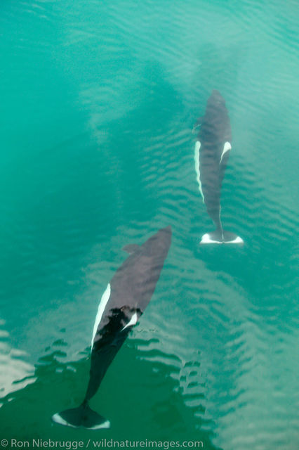 Dall's Porpoise