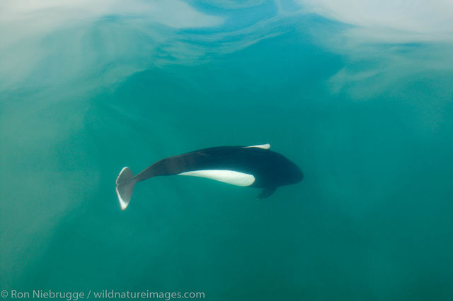 Dall's Porpoise