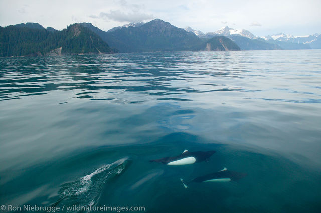 Dall's Porpoise