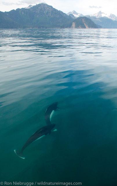 Dall's Porpoise