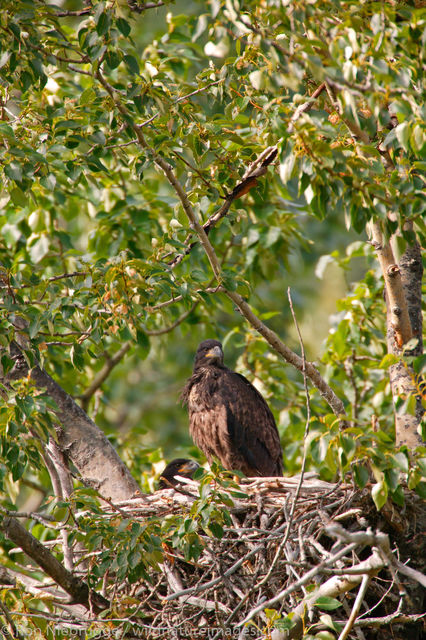 Bald Eagle Nest