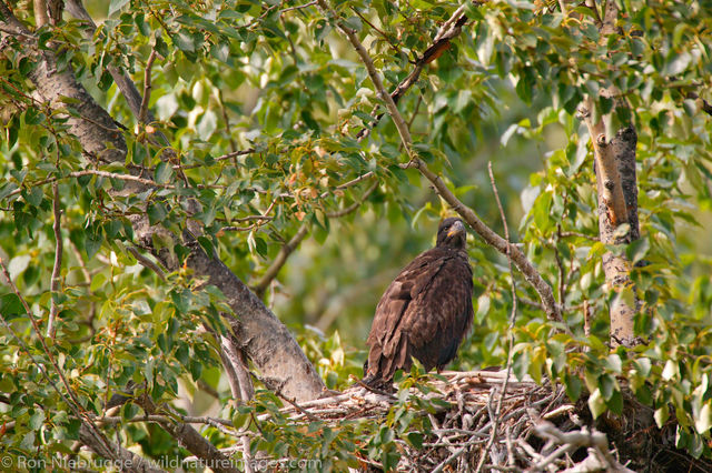 Bald Eagle Nest