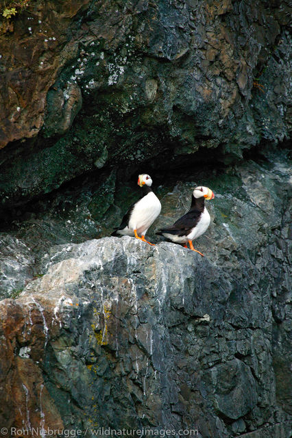 Horned Puffin