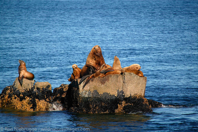 Sea Lions