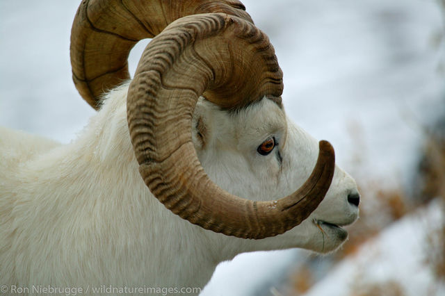 Dall Sheep