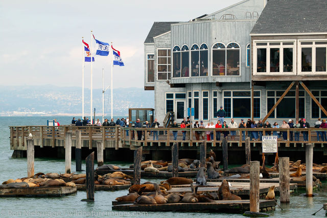 California Sealions