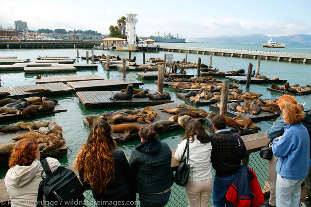 California Sealions