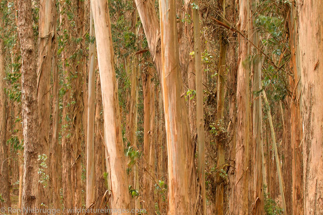Eucalyptus trees in the Presidio,